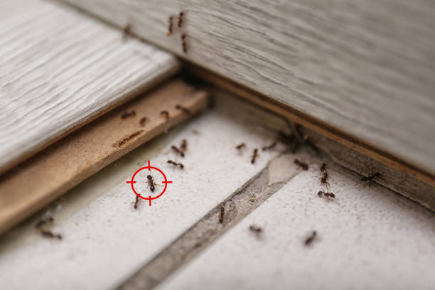Best Commercial Pest Control Services  in Bayou Vista, TX