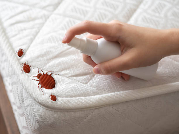 Best Mosquito Control Services  in Bayou Vista, TX