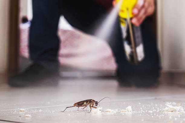 Best Pest Removal Services  in Bayou Vista, TX